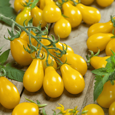 قیمت جدید گوجه زرد صادراتی یزد