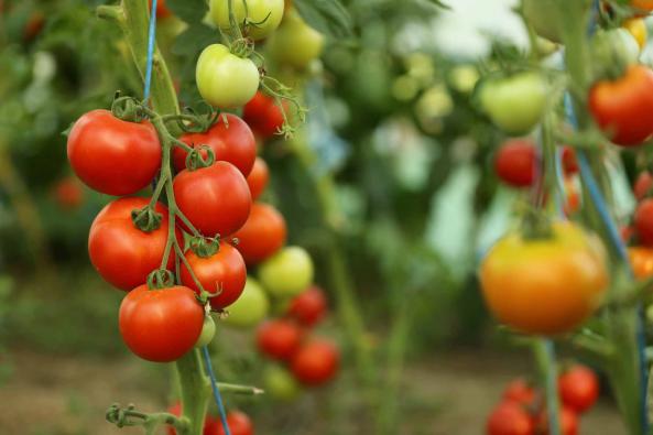 روش کاشت بذر گوجه فرنگی در زمین