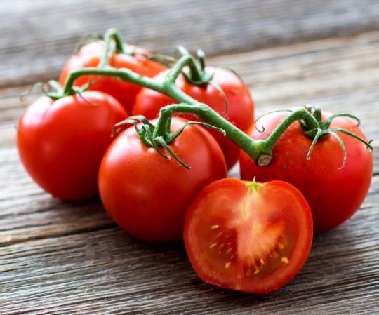 تحویل فوری گوجه فرنگی رقم سانسید 