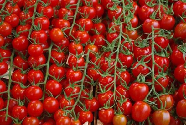 قیمت تولیدی گوجه فرنگی سانسید چقدر است؟