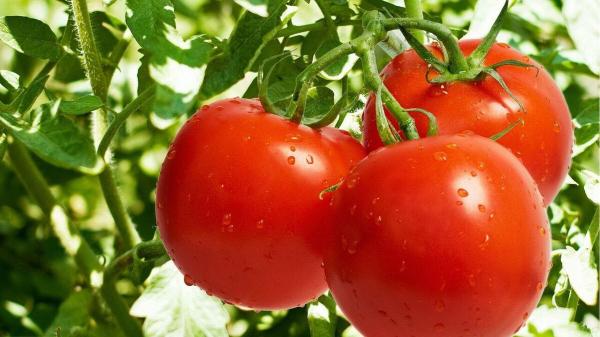 فروشگاه بذر گوجه رقم 8320 شیراز
