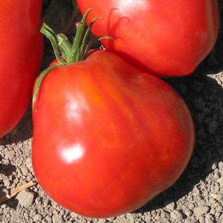 گوجه فرنگی برای پروستات مفید است؟ 