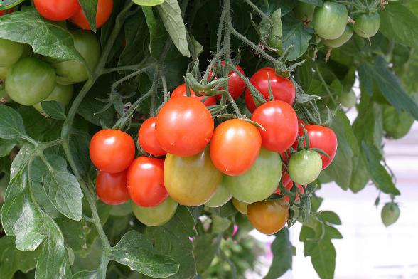 توزیع بذر گوجه فرنگی بوته ای در کرج