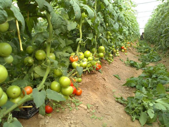 صادرات انواع گوجه گلخانه ای عمده