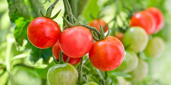 برترین تولیدکنندگان گوجه خوشه ای گلخانه ای تبریز