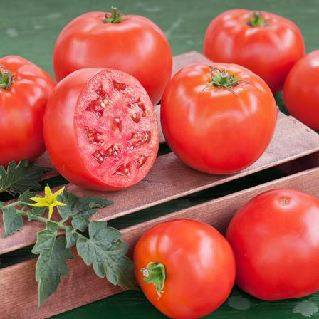 قیمت گوجه فرنگی ارگانیک شیراز 