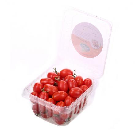 تولید گوجه زیتونی اصفهان