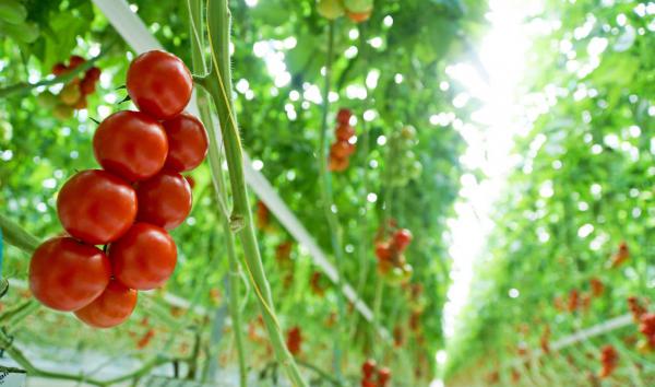 فروش ویژه بذر گوجه فرنگی صادراتی