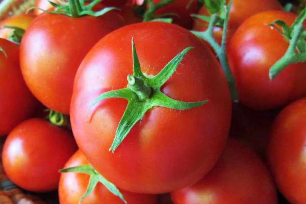 اطلاعاتی درباره گوجه گلخانه ای دافنیس