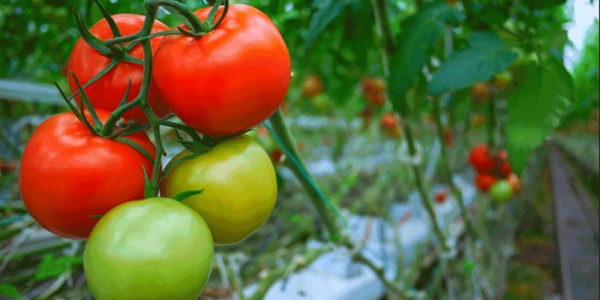 عرضه بدون واسطه گوجه داربستی فضای باز 