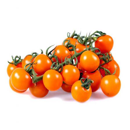 بررسی کیفی گوجه زیتونی صادراتی