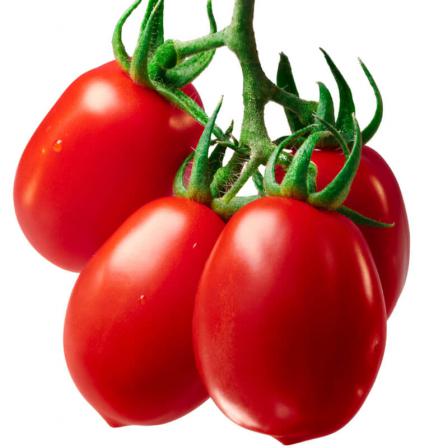 دلایل اصلی کیفیت بذر گوجه فرنگی 