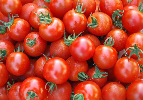 دلیل پربار بودن گوجه فرنگی سانسید چیست؟
