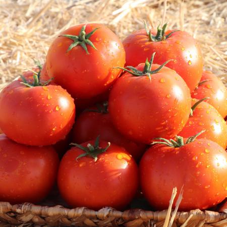 دلایل اصلی مصرف گوجه فرنگی صادراتی