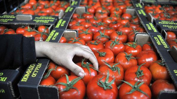 صادرات گوجه فرنگی اصلاح شده به افغانستان