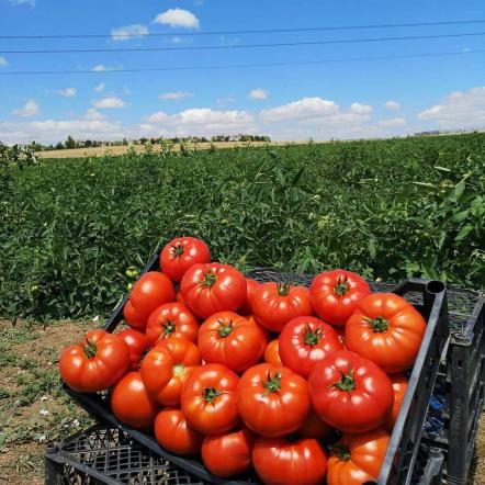 آسان ترین روش کاشت بذر گوجه فرنگی 