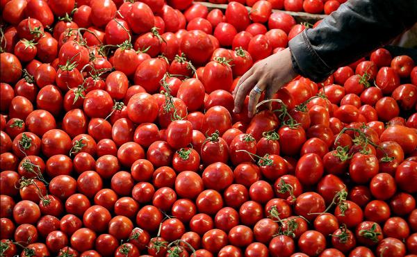 فروش انواع گوجه فرنگی اصلاح شده 
