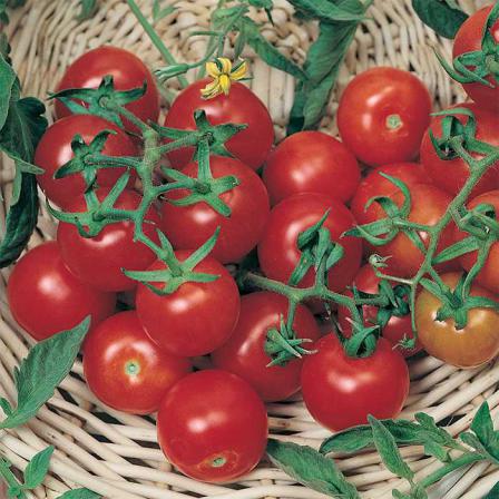 صادرکنندگان گوجه زیتونی رابی مشهد