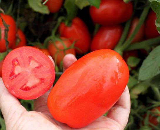 گوجه فرنگی فضای باز را می شناسید؟
