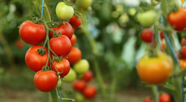 نرخ عمده گوجه داربستی فضای باز
