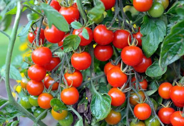 7 ویژگی مهم گوجه گیلاسی خوشه ای 