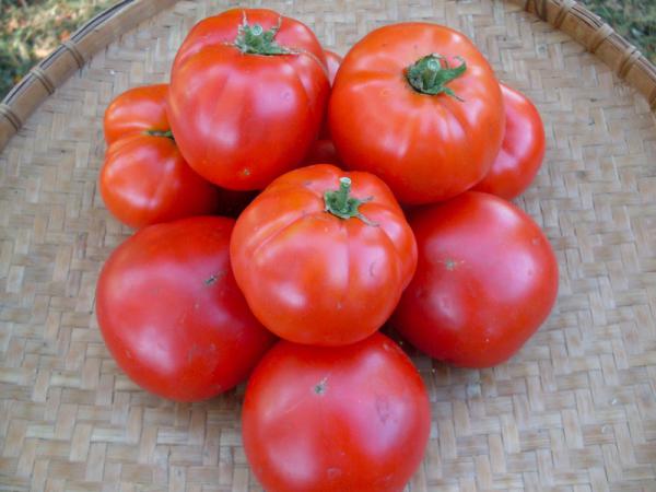 نرخ انواع بذر گوجه فرنگی مقاوم به سرما