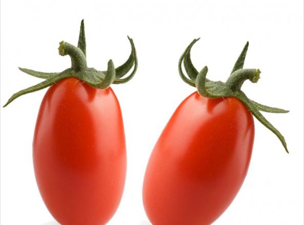 7 دلیل اصلی بذر گوجه فرنگی پربار