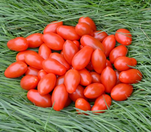 فروش بذر گوجه فرنگی پربار 822 لئوناردو