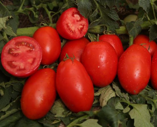 تولید انواع بذر گوجه فرنگی خوزستان