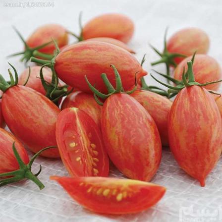 توزیع عمده گوجه چری قرمز زیتونی اصفهان
