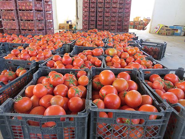 صادرات عمده گوجه درشت گلخانه ای اصفهان