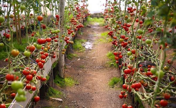 فروش گوجه زیتونی گلخانه ای در کرمان