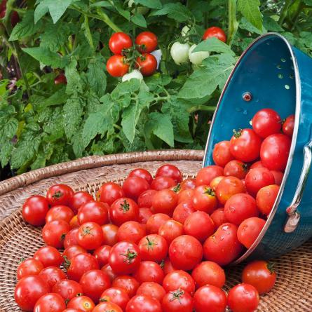 فروش گوجه فرنگی فضای باز گیلاسی