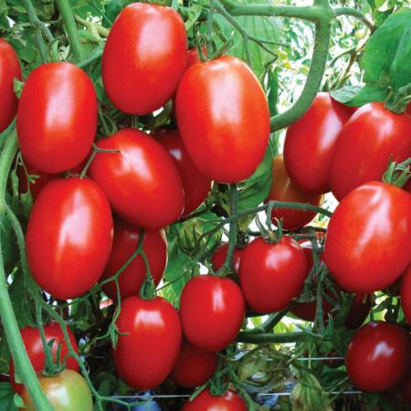 قیمت گوجه زیتونی رابی صادراتی تهران