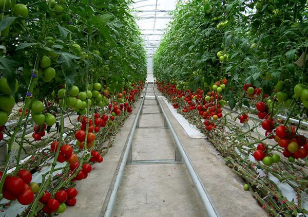 تولید کنندگان گوجه زیتونی صادراتی
