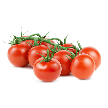 ارائه کننده گوجه گیلاسی صادراتی