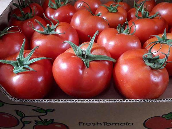 اطلاعاتی درباره گوجه فرنگی صادراتی