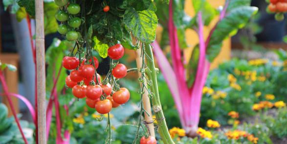 مشخصات گوجه فرنگی گلخانه ای