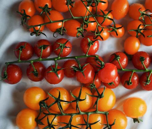 قیمت به روز گوجه فرنگی خوشه ای تبریز