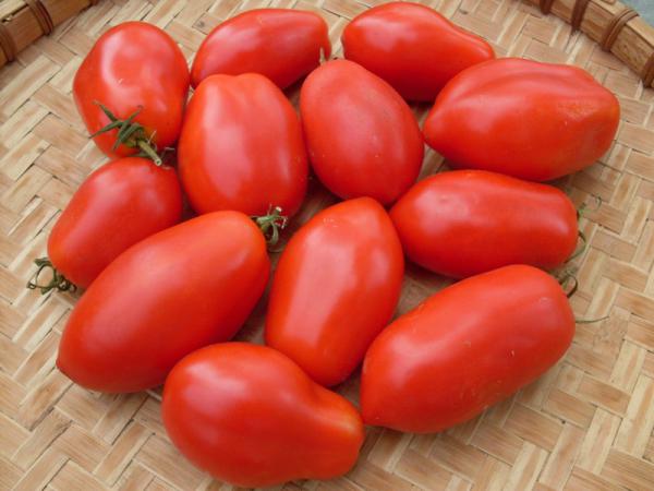 گوجه فرنگی زیتونی چه خواصی دارد؟