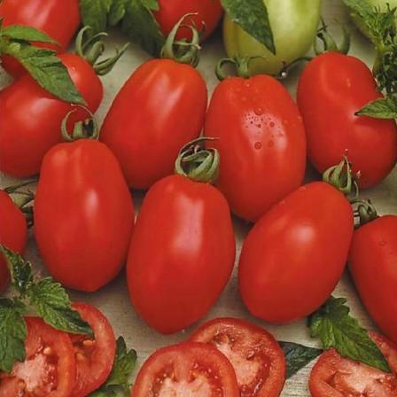 فروش ویژه گوجه زیتونی صادراتی