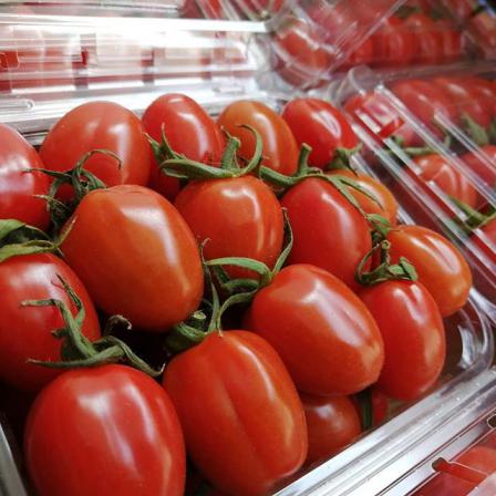 صادرات مستقیم گوجه زیتونی سانتلا