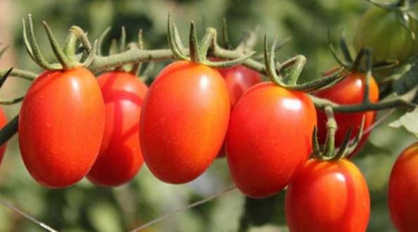 مشخصات بذر گوجه زیتونی جگوار