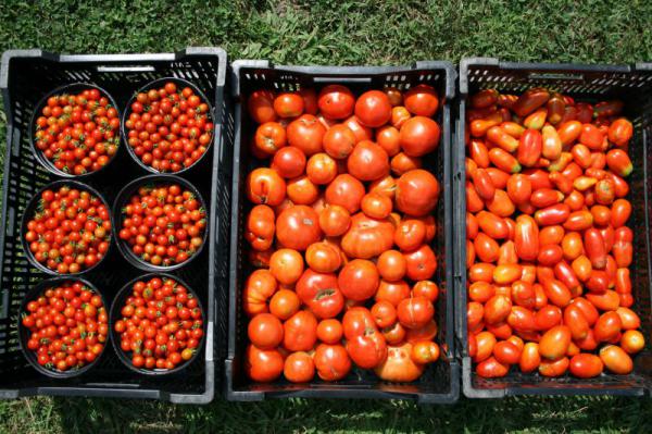 نرخ عمده گوجه فرنگی بسته بندی دزفول 