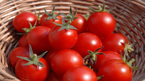 ارزان ترین بذر گوجه فرنگی گلخانه ای دافنیس