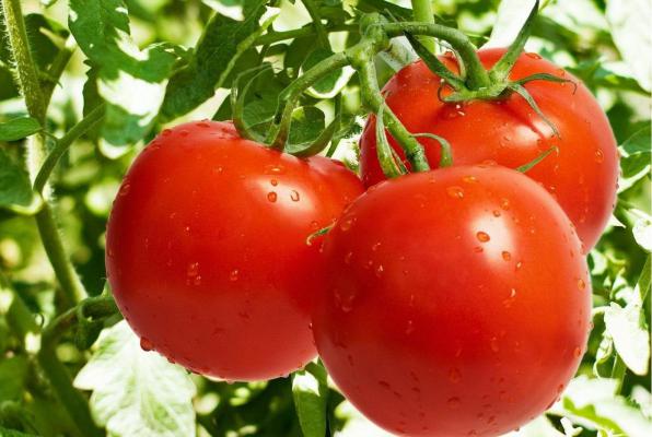 جدیدترین قیمت گوجه گلخانه ای ۴۱۲۹