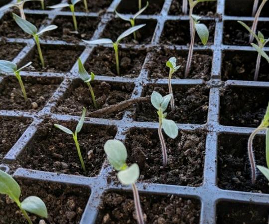 اطلاعاتی درباره بذر گوجه زیتونی جگوار