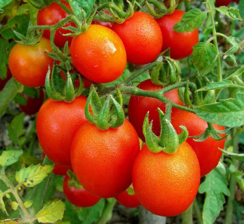 ویژگی های بذر گوجه فرنگی بلاریوا
