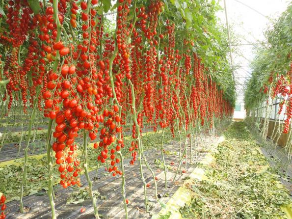 نحوه کشت گوجه فرنگی خوشه ای در ایران 