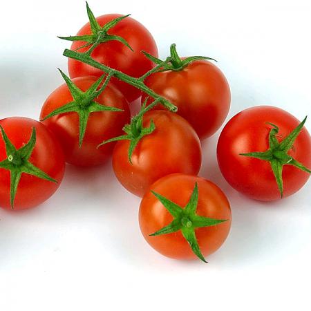 جدیدترین قیمت بذر گوجه خوب صادراتی